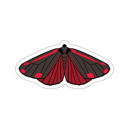 Cinnabar Moth 3" x 3"